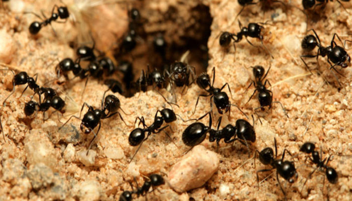 مورچه ها و ثروت